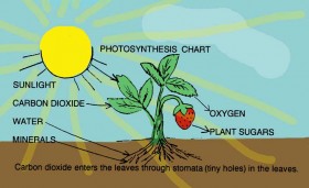 why fruits and vegetables have color in regards to fitness